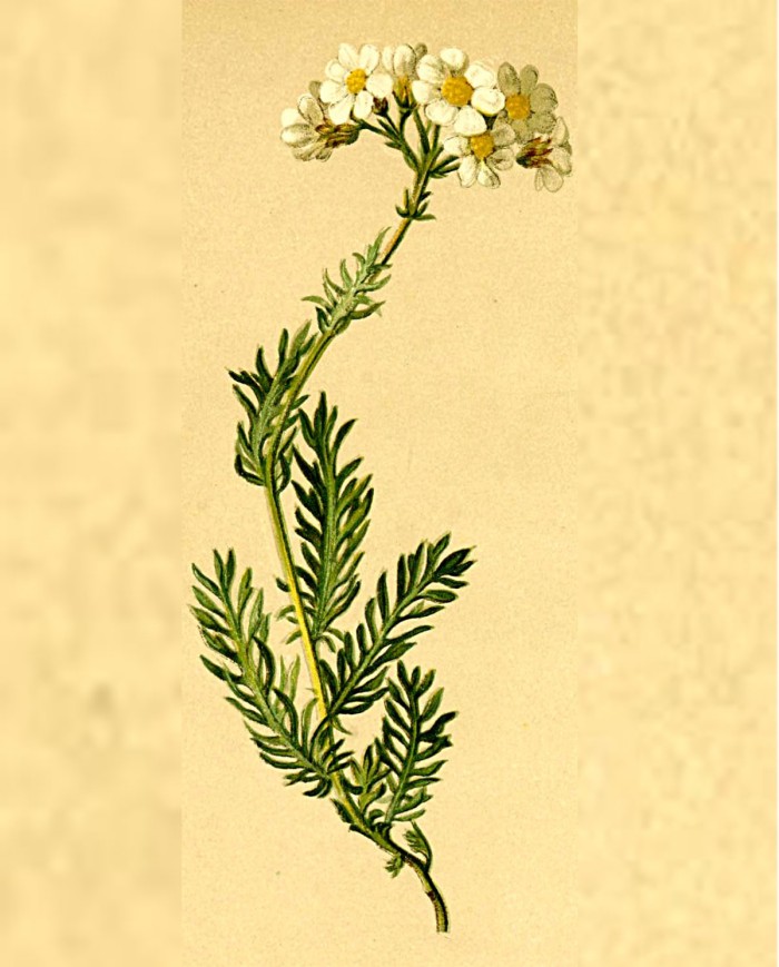 Achillea moscata