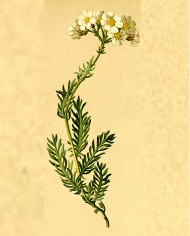 Achillea moscata