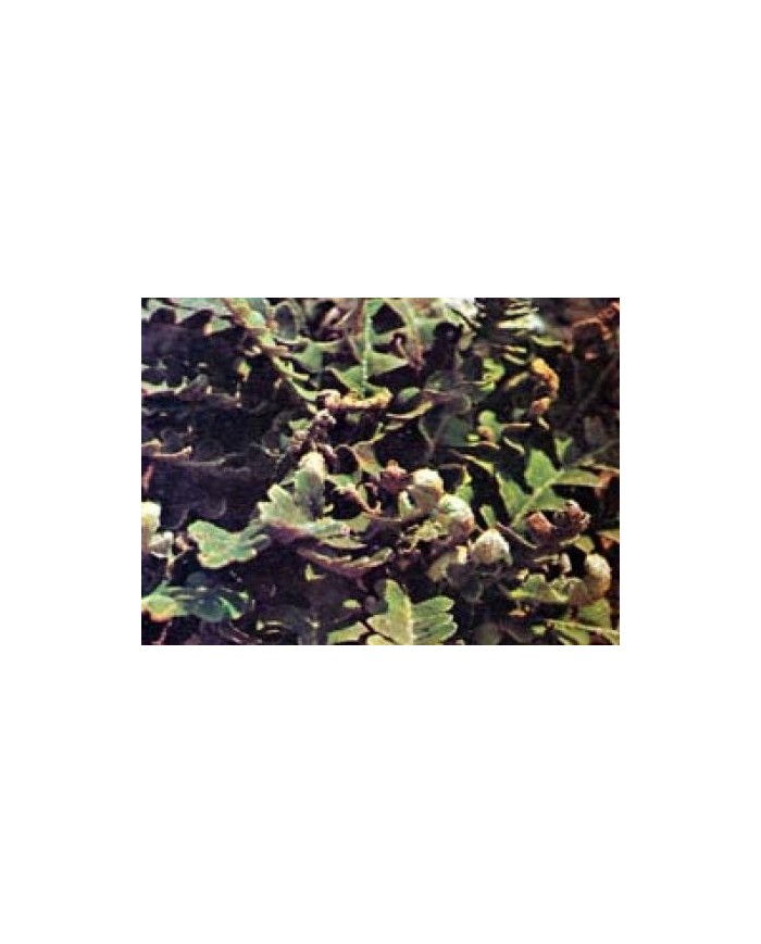 Ceterach Officinarum (Spaccapietra) Ceterach Officinarum (Spaccapietra)