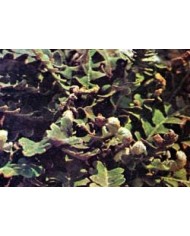 Ceterach Officinarum (Spaccapietra)