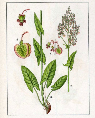 Acetosa rumex L.