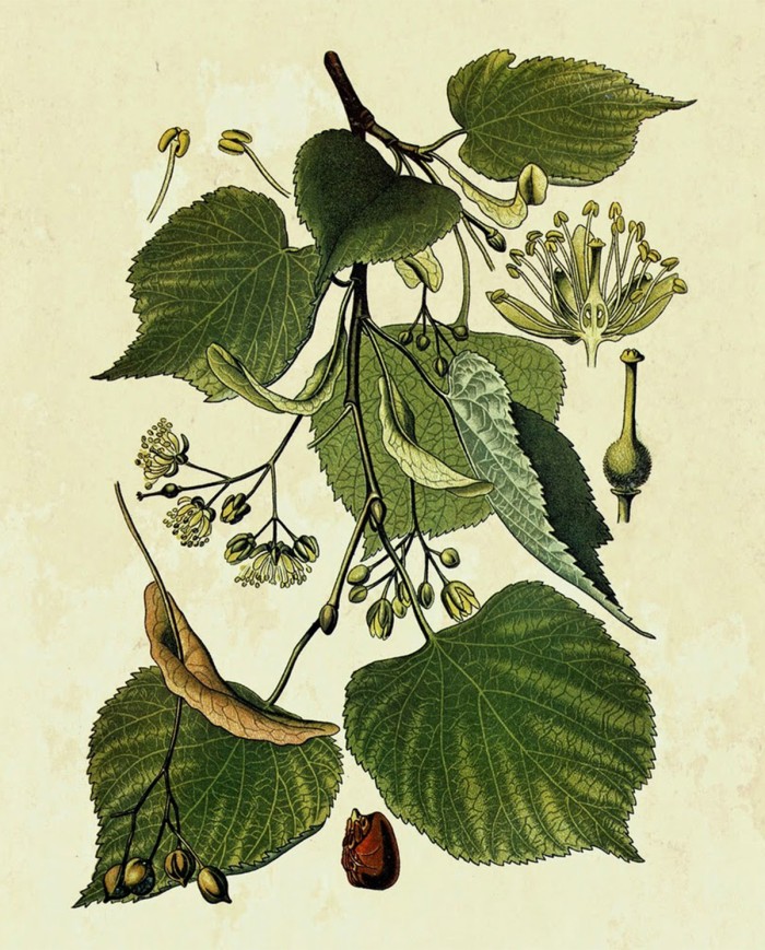 Maca polvere - Lepidium Meyenii 100 gr