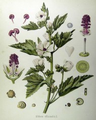 Altea radice decorticata CUBETTO