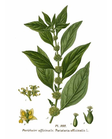 Parietaria
