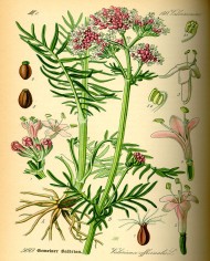 Valeriana