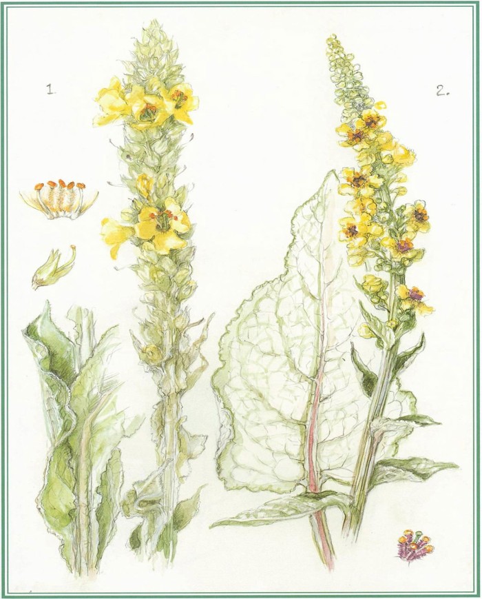 Verbasco Erboristeria Erbesalute Milano