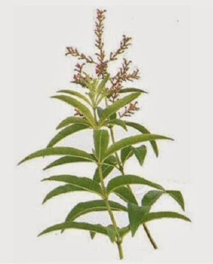 Acetosa rumex L.