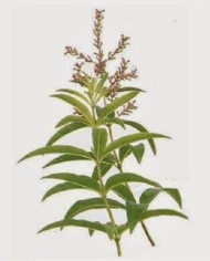 Verbena odorosa (limoncina)