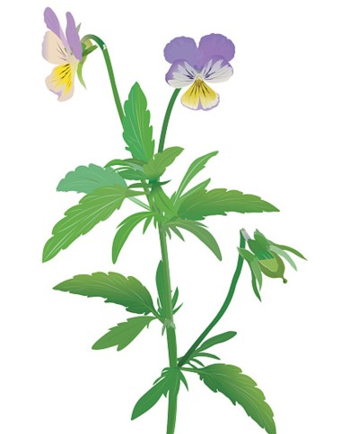 Viola tricolore
