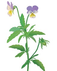 Viola tricolore