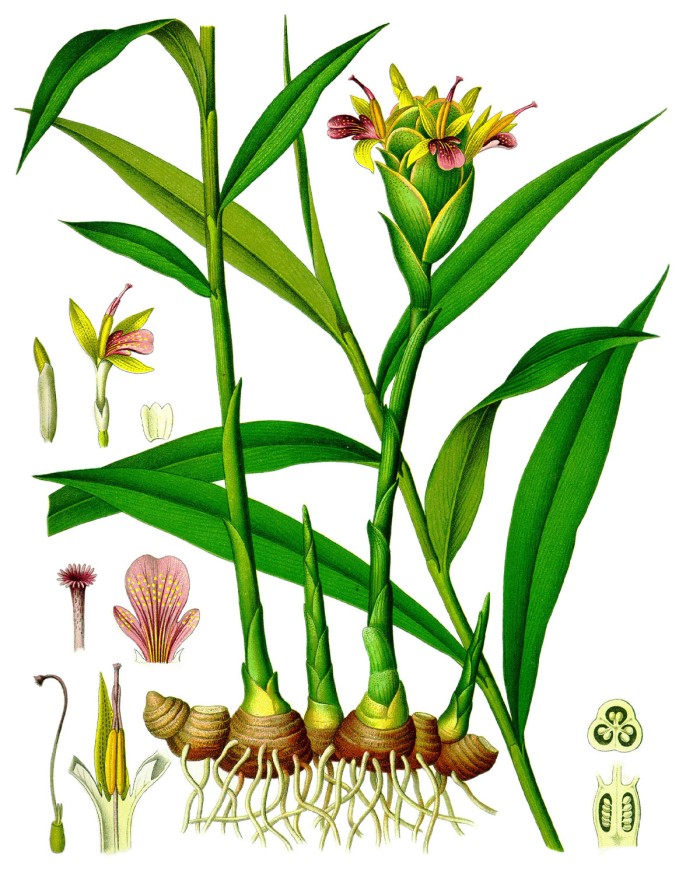 Zenzero taglio tisana o in polvere