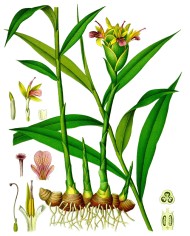 Zenzero taglio tisana o in polvere