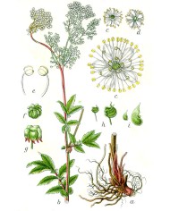 Spirea Ulmaria
