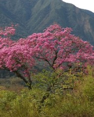 Tabebuia - lapacho