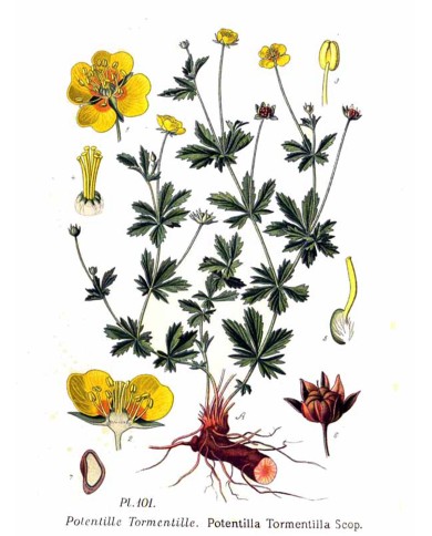 Tormentilla Potentilla