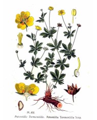 Tormentilla Potentilla