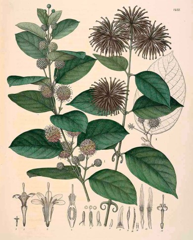 Uncaria tomentosa