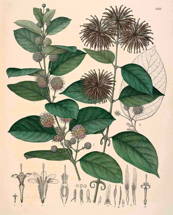 Uncaria tomentosa