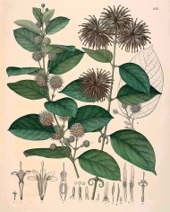 Uncaria tomentosa