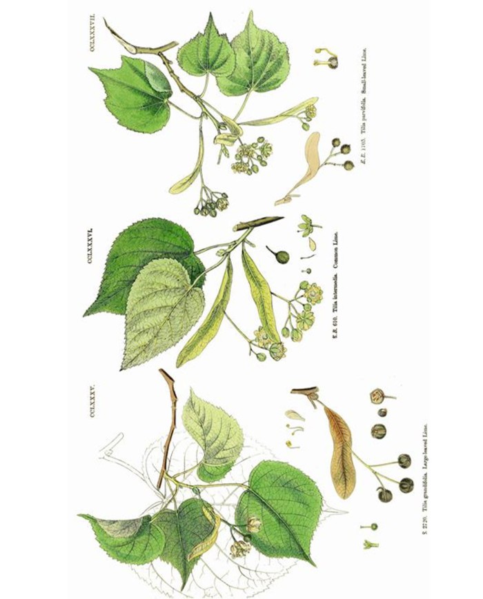 Teriaca veneta polvere