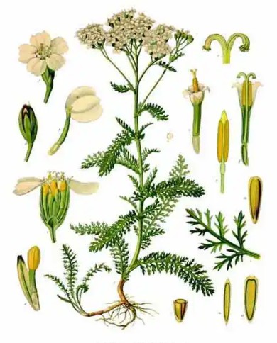Achillea millefiori