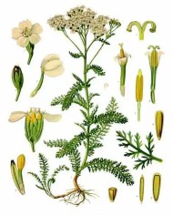 Achillea millefiori