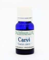 Carvi seme