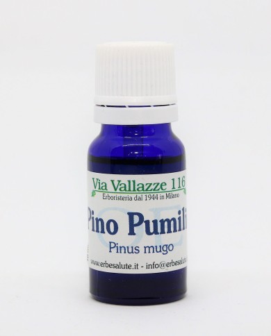 Pino pumilio - Pino mugo