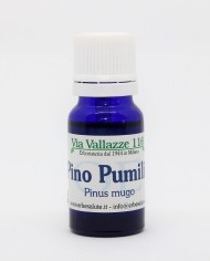 Pino pumilio - Pino mugo