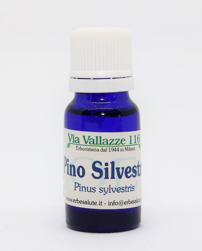 Pino pumilio - Pino mugo