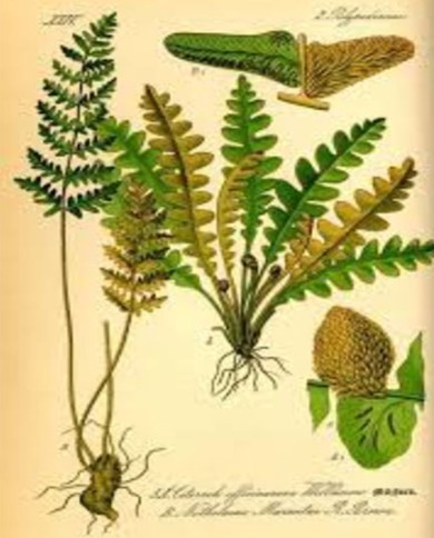 Ceterach Officinarum (Spaccapietra)