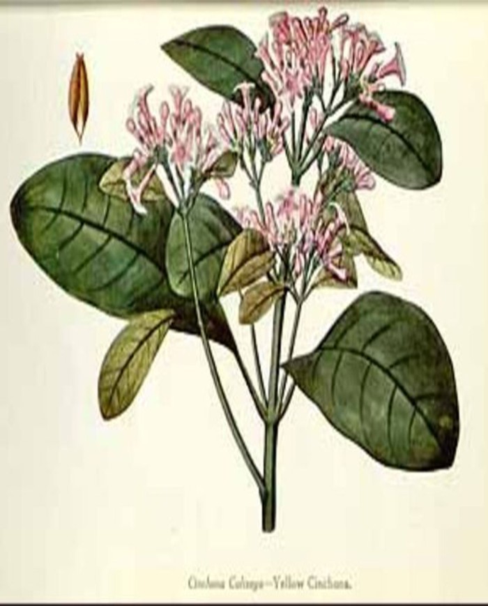 China corteccia taglio tisana o polvere China corteccia taglio tisana o polvere