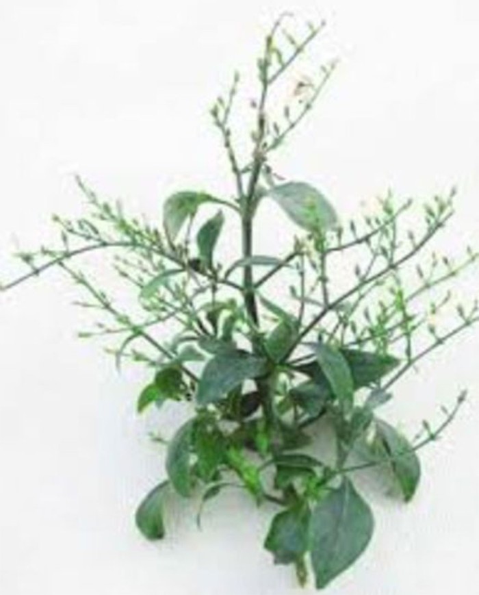 China corteccia taglio tisana o polvere China corteccia taglio tisana o polvere