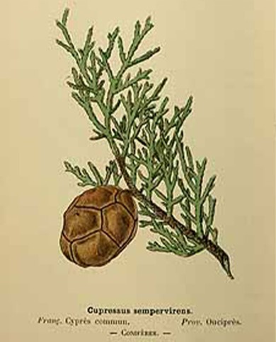 Cipresso