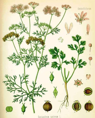 Coriandolo seme tondo
