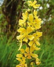 Agrimony
