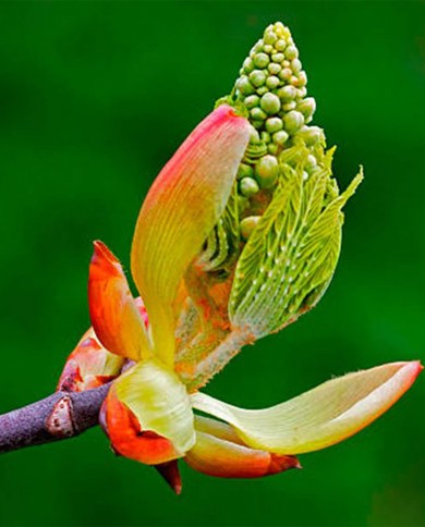 Chestnut Bud