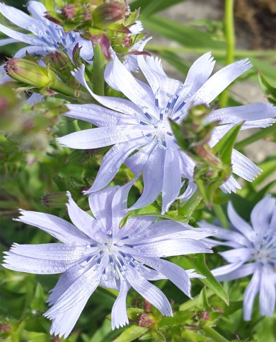 Chicory