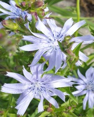 Chicory