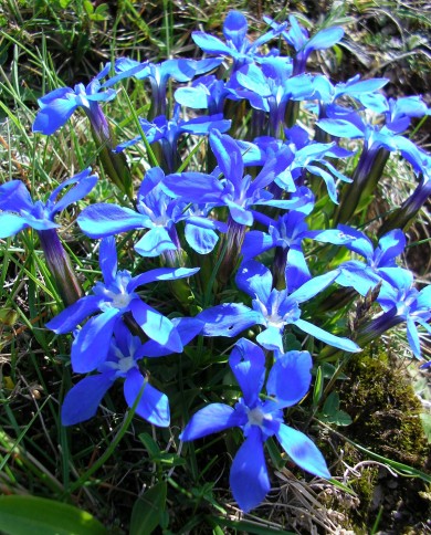 Gentian