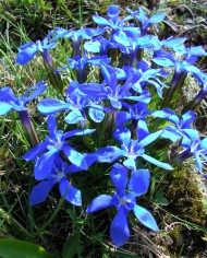Gentian