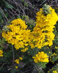 Gorse
