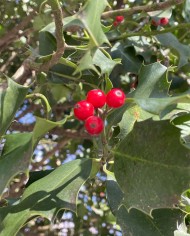 Holly