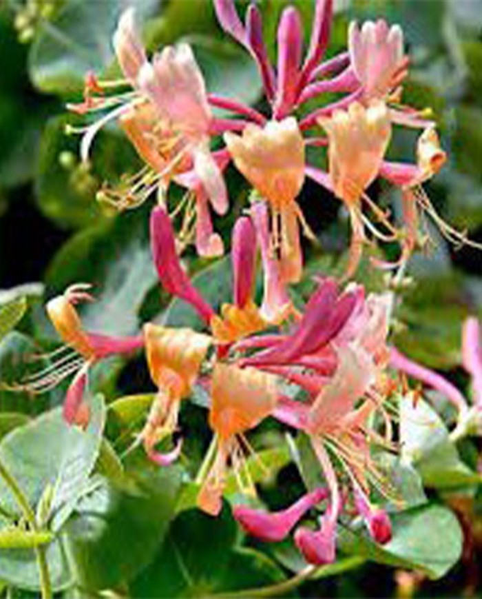 Honeysuckle