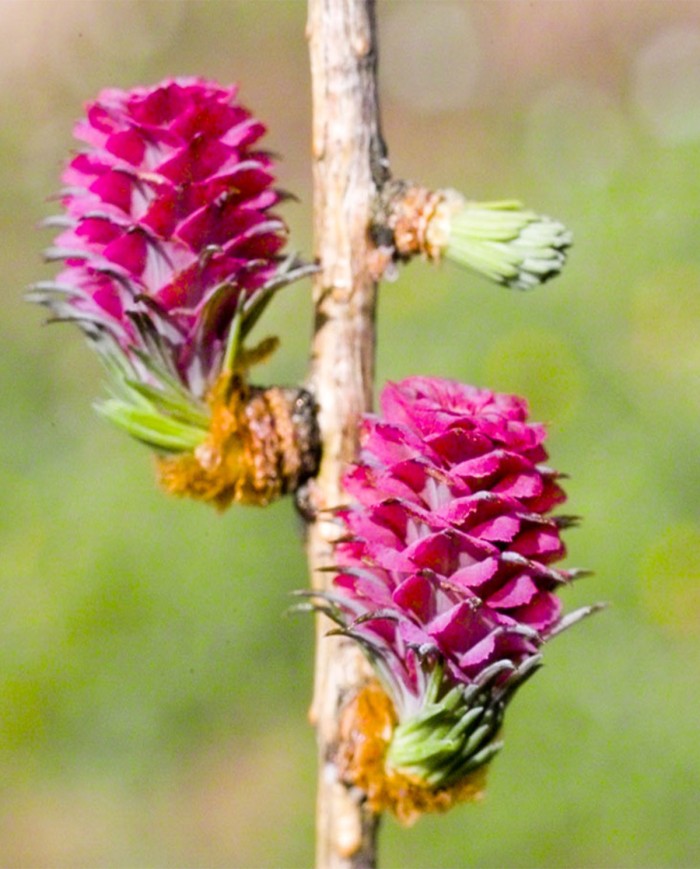 Larch Fiori di Bach Erboristeria Erbesalute Milano Larch Fiori di Bach Erboristeria Erbesalute Milano