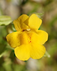 Mimulus
