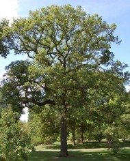 Oak