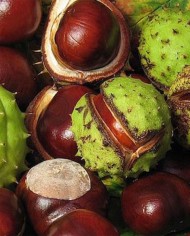 Red chestnut