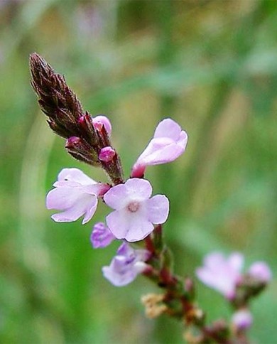 Vervain