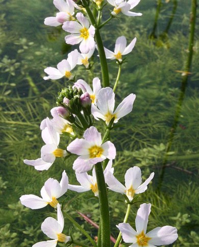 Water Violet